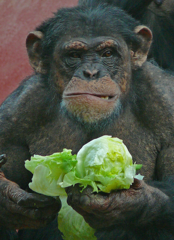 Schon wieder Salat?