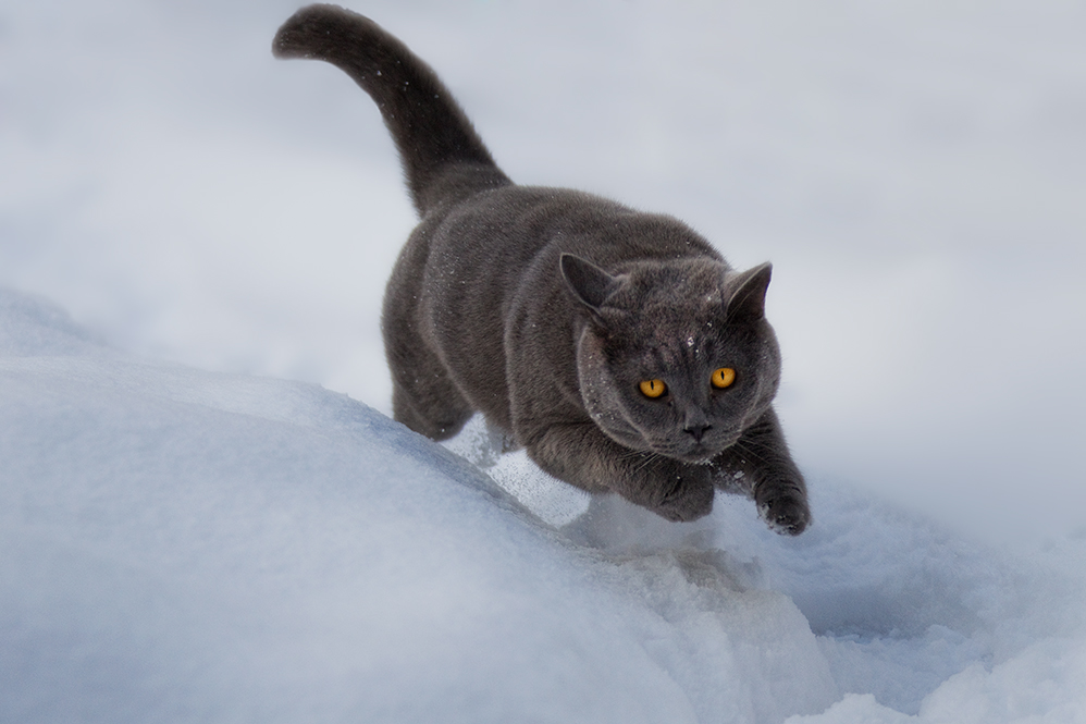 schon wieder Schnee ... Foto & Bild | tiere, haustiere ...