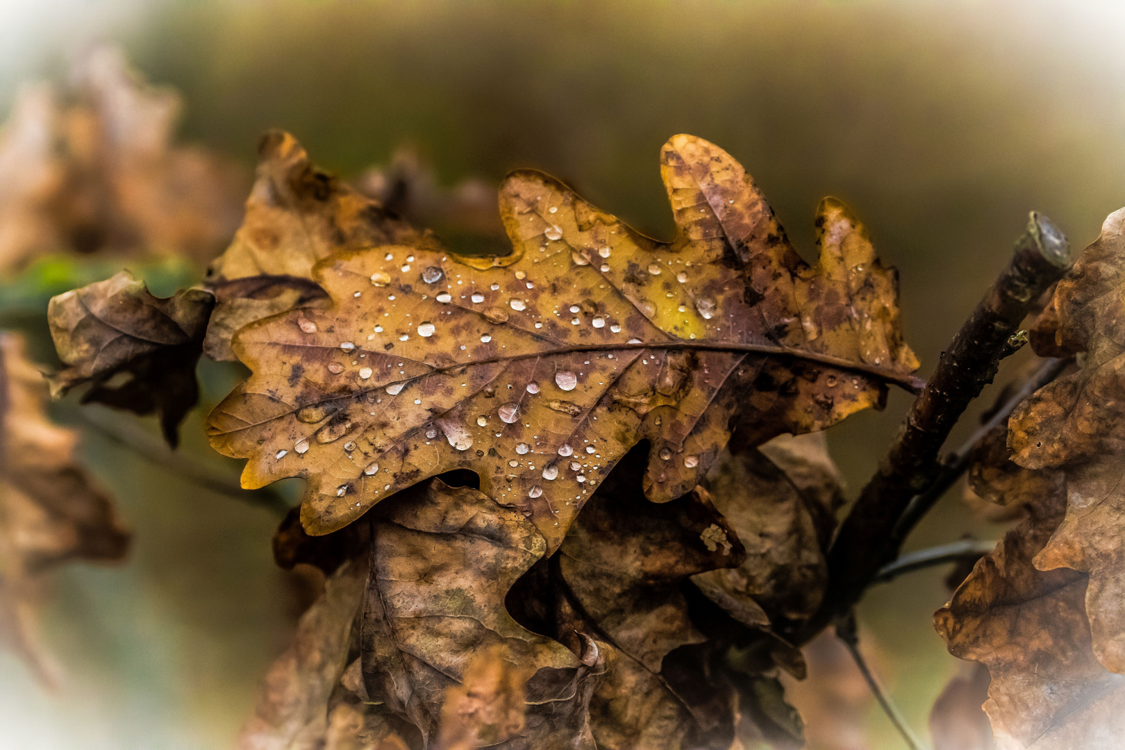 "schon wieder so ein doofes Regen - Blatt" (mit ISO 6400)