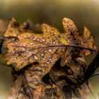 "schon wieder so ein doofes Regen - Blatt" (mit ISO 6400)