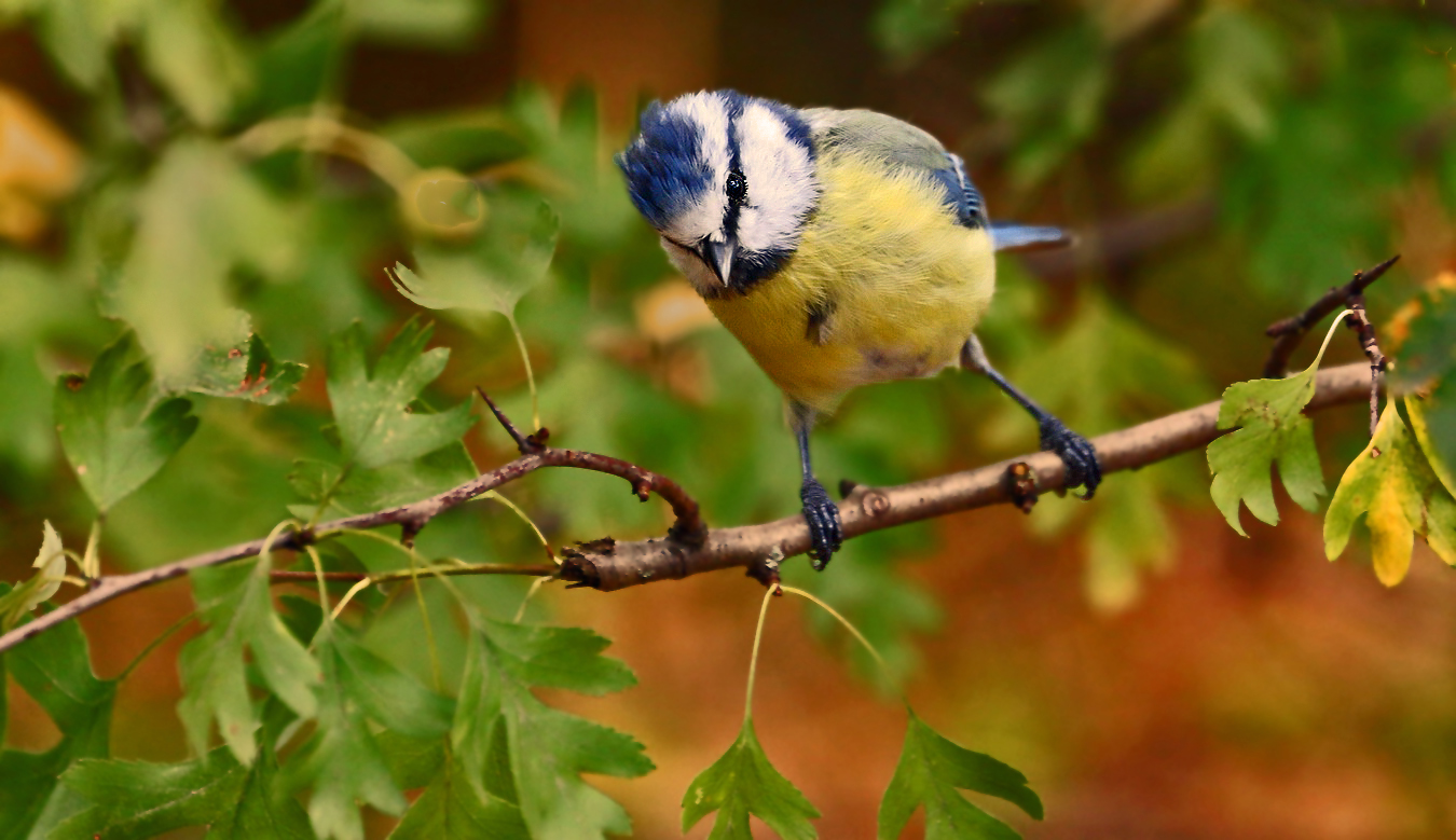 "Schon wieder so ne Blaumeise"