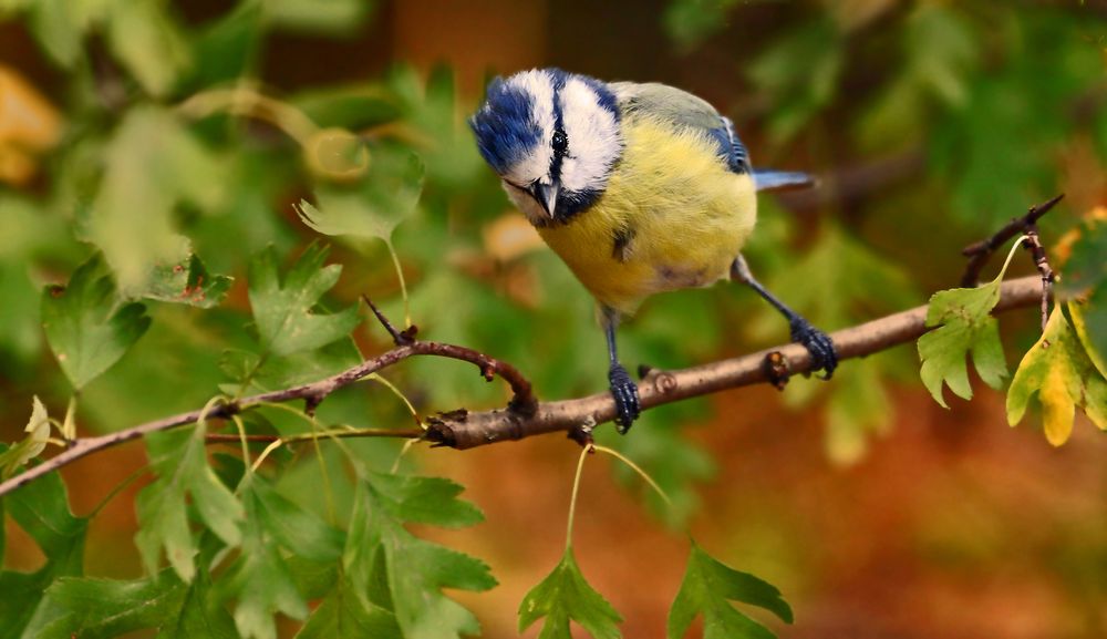 "Schon wieder so ne Blaumeise"