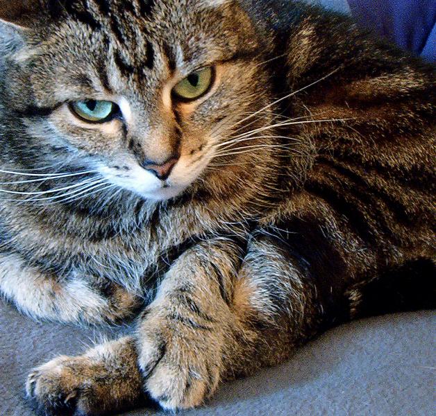 Schon wieder so´ne ganz normale Hauskatze... Foto & Bild | tiere