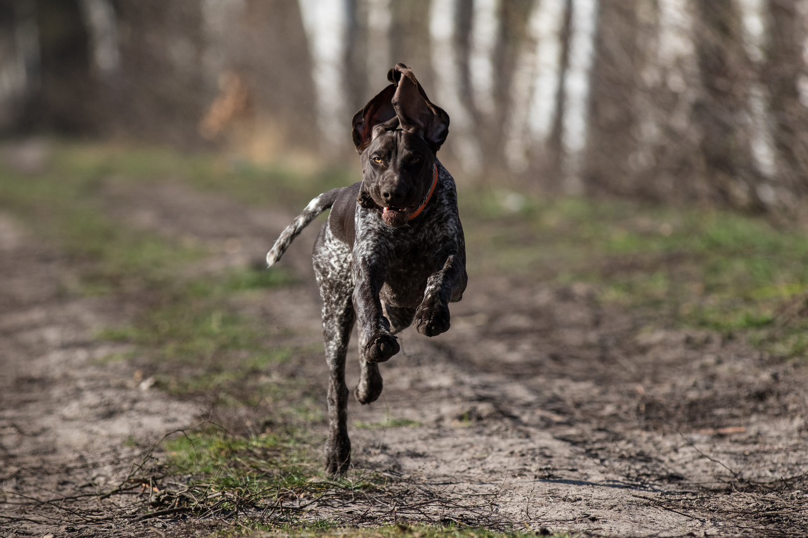 schon wieder unser Hund