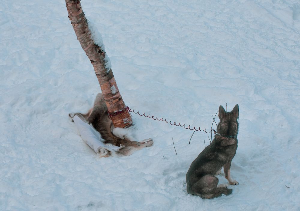 Schon wieder Warten im Schnee  .DSC_2989