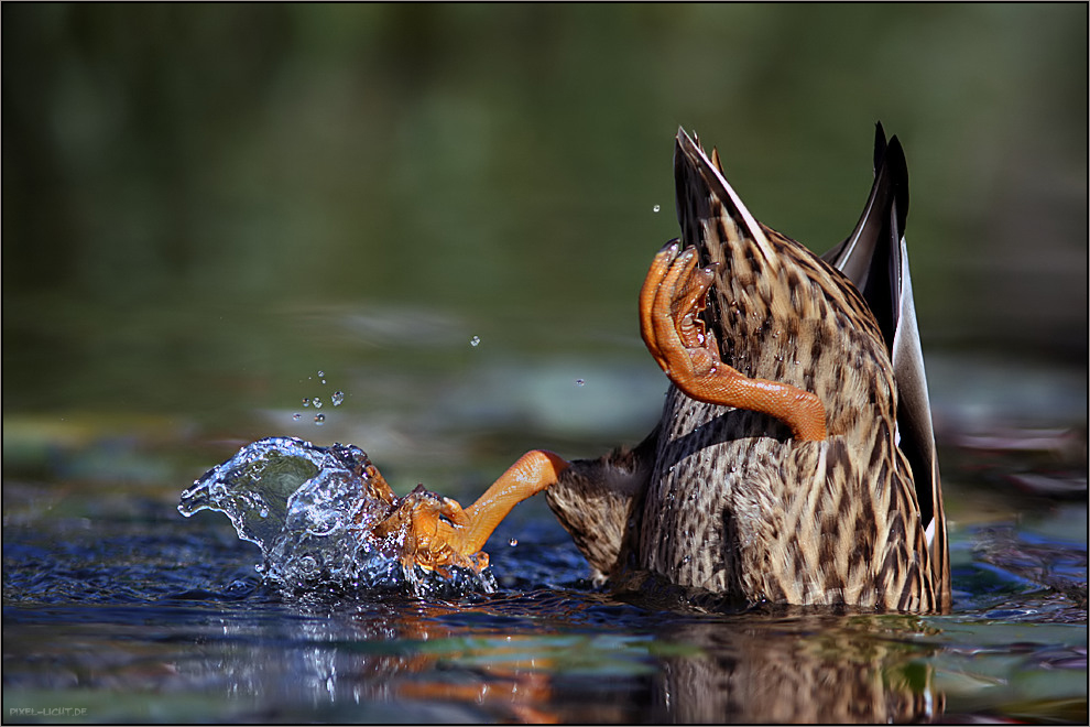 Schon wieder Wasser im Keller Foto & Bild | tiere ...