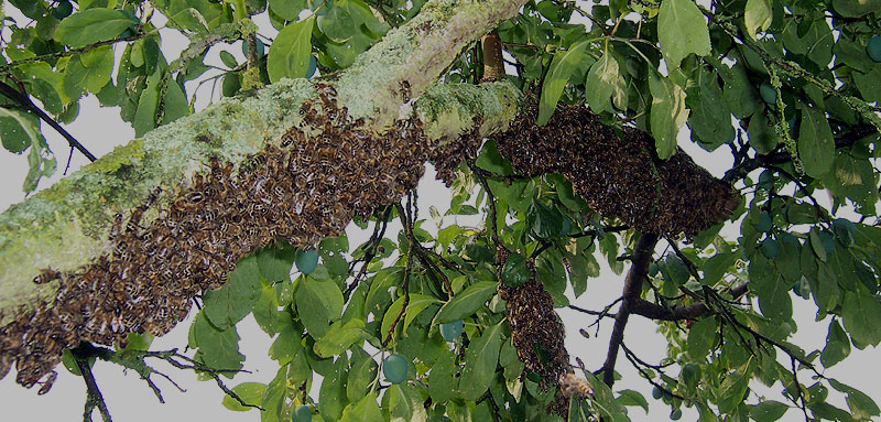 Schon wieder welche am Pflaumenbaum