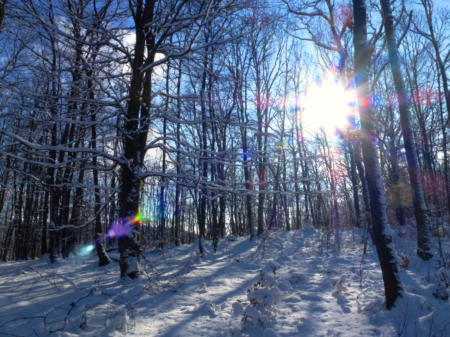 schon wieder Winterwald in nicht aufhören wollendem Winter ...