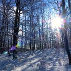 schon wieder Winterwald in nicht aufhören wollendem Winter ...