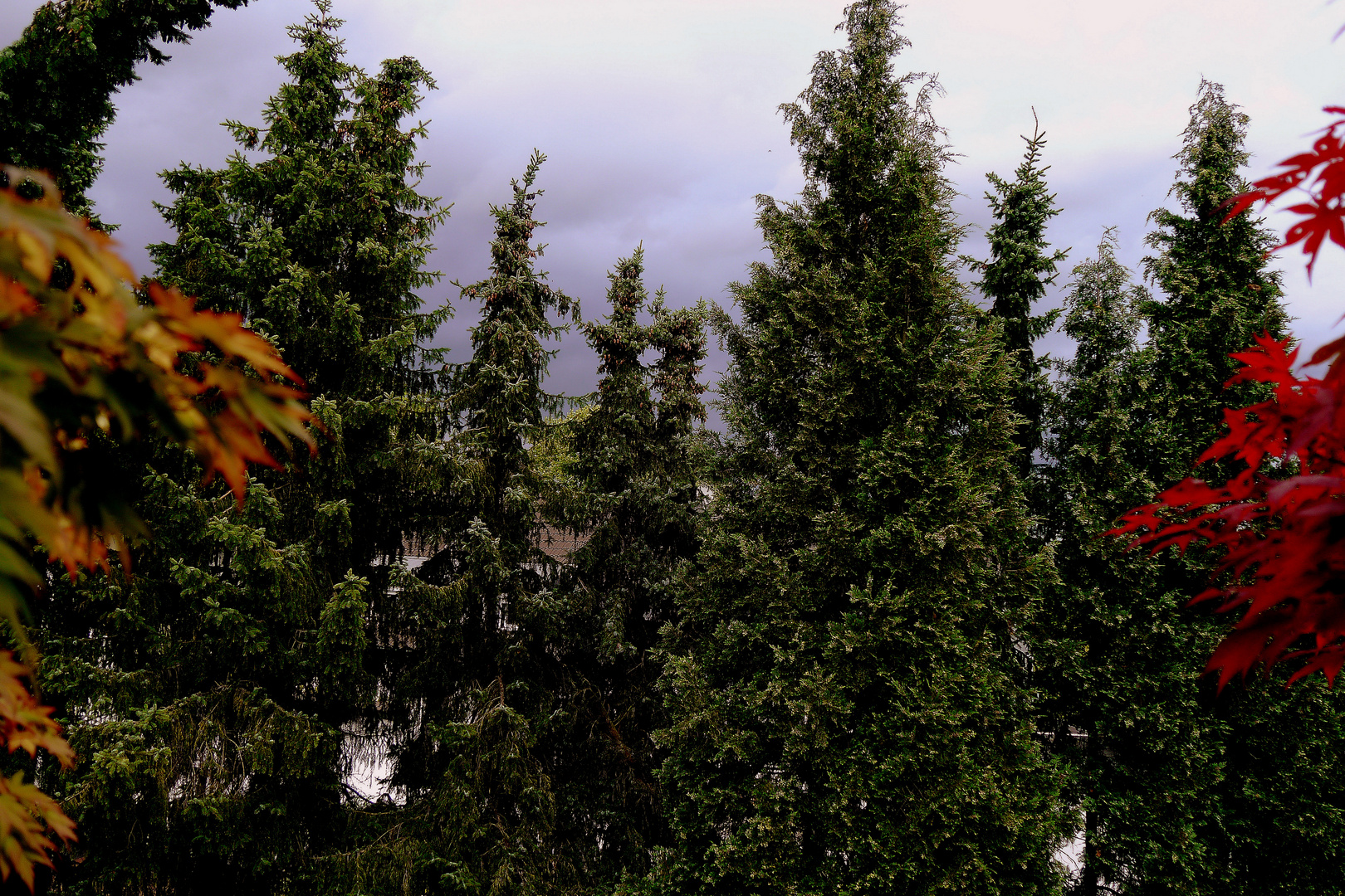 Schon wieder ziehen düstere Wolken hinter den Tannen auf.