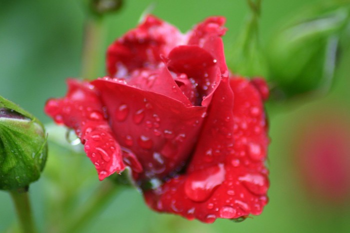 ...schonwieder 'ne rote Rose nach dem Regen...