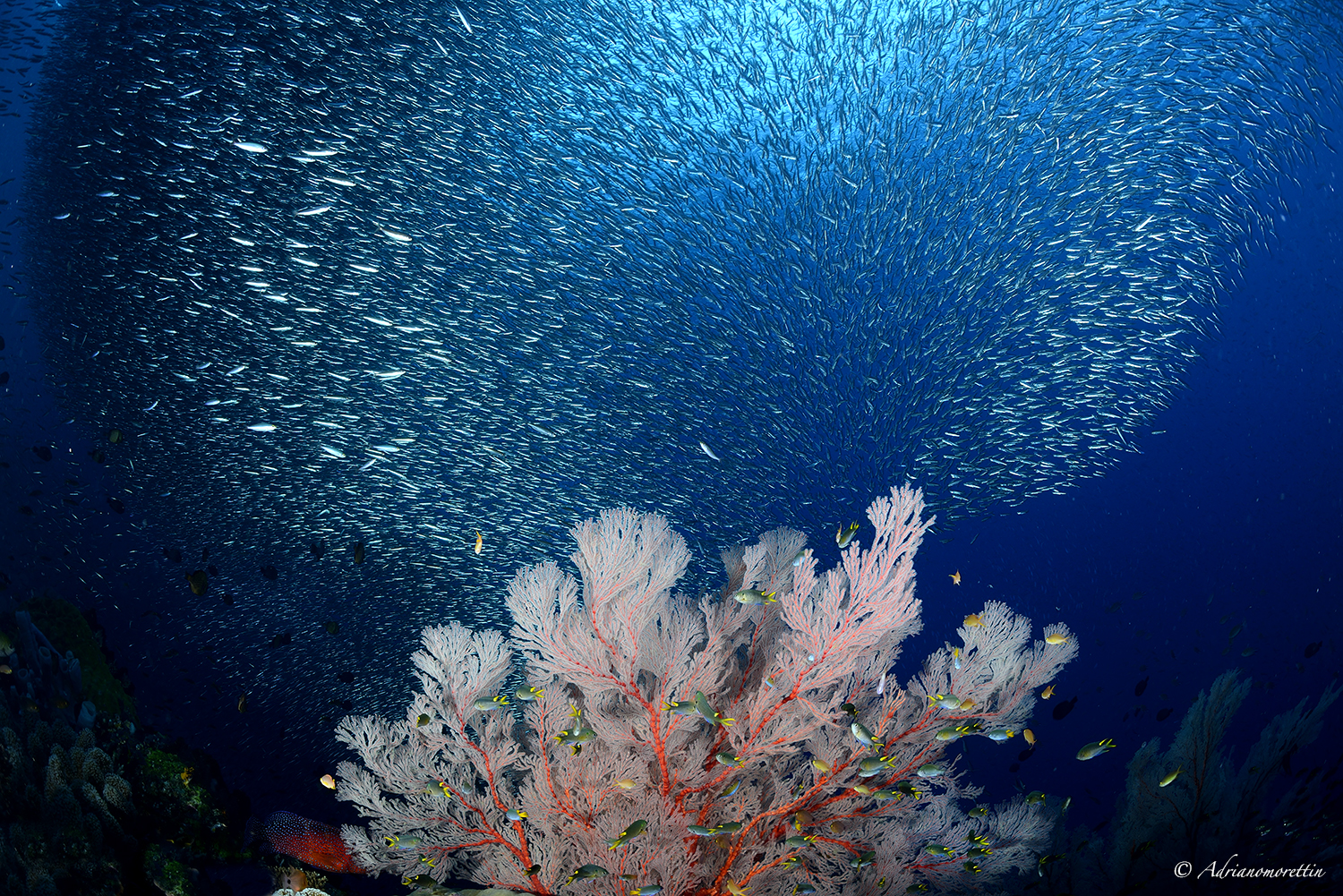 School of anchovies Foto Immagini paesaggi, mare, le mie stelline Foto su