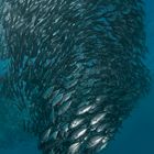 School of Bigeye Trevallys (Caranx sexfasciatus - Grossaugen-Makrelen)