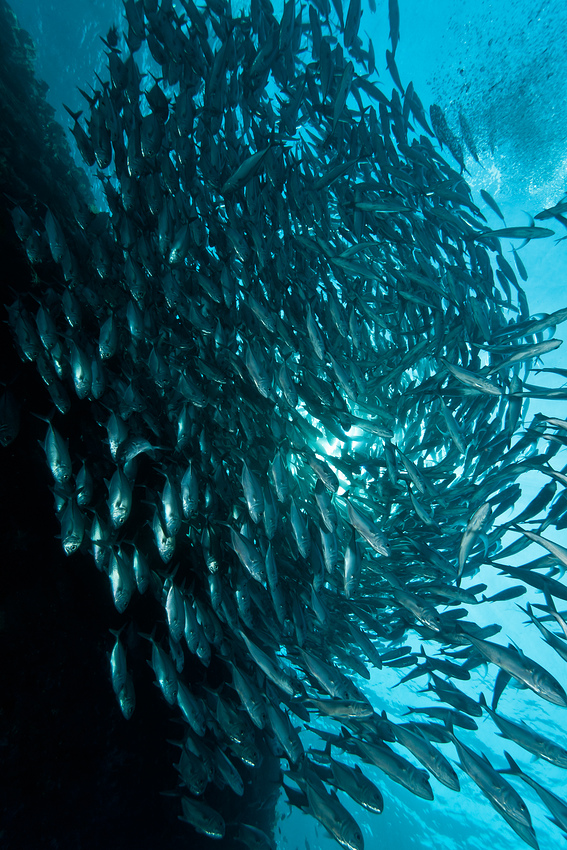 School of Bigeye Trevallys (Caranx sexfasciatus - Grossaugen-Makrelen)