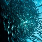 School of Bigeye Trevallys (Caranx sexfasciatus - Grossaugen-Makrelen)