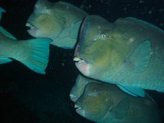 School of Bumphead Parrot