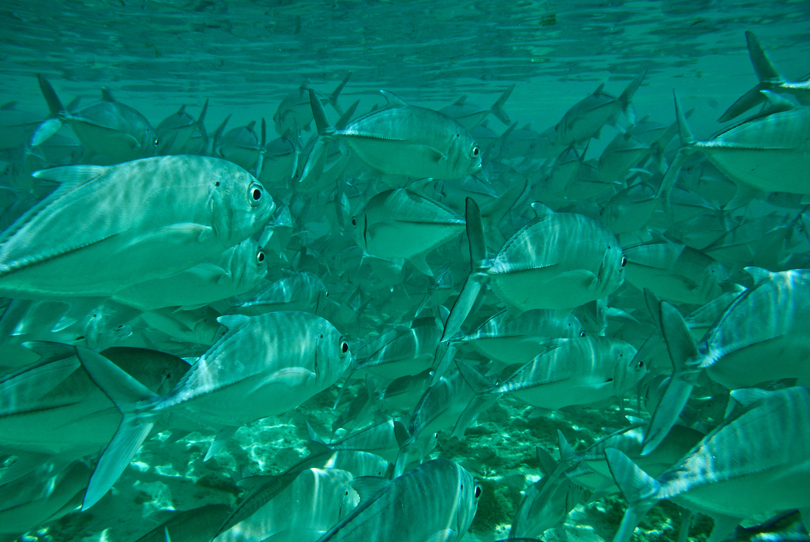 school of fish (Maldives)