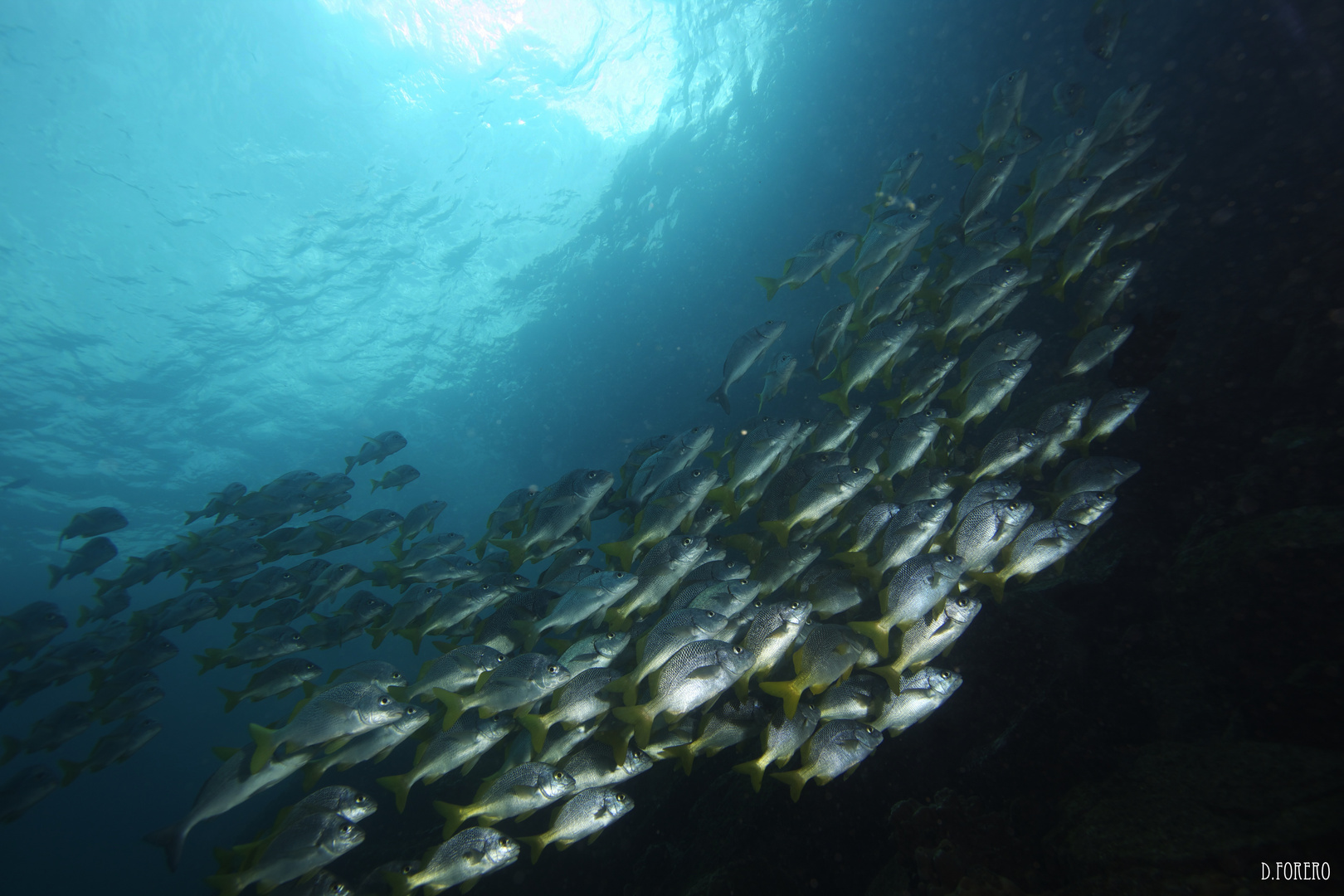 School of Galapagos