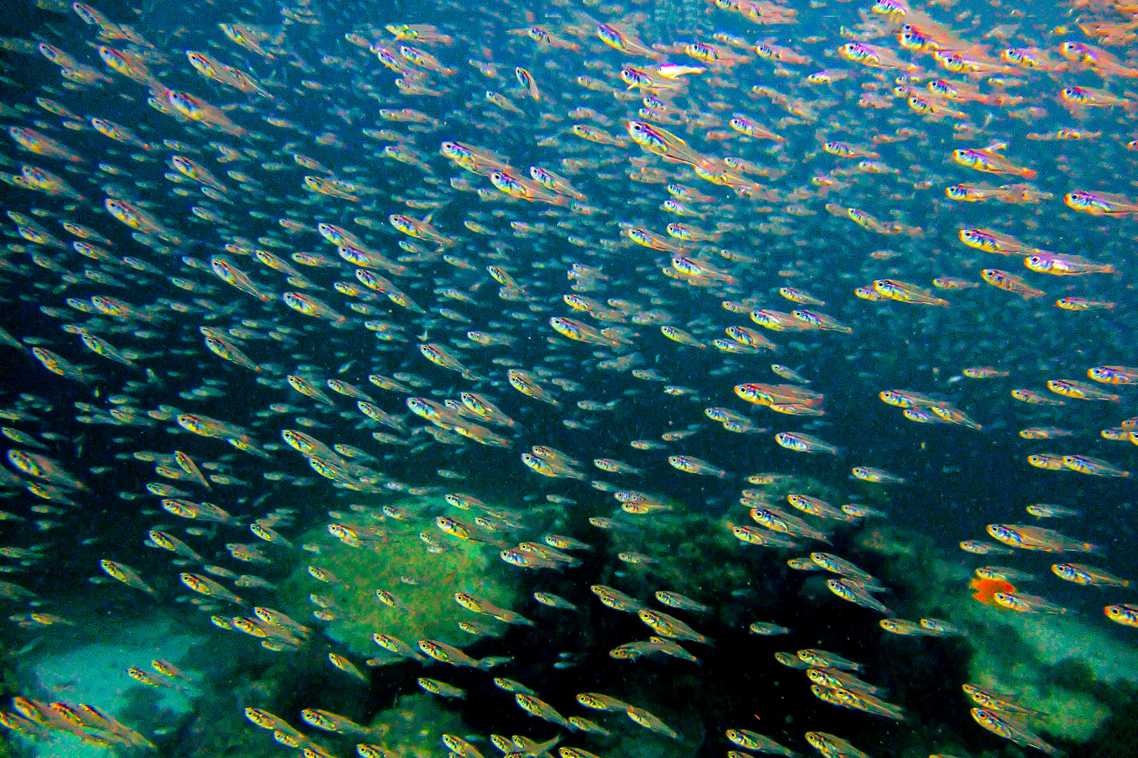 Schooling and shoaling fish