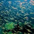 Schooling and shoaling fish