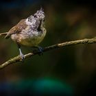 "Schooo wieder so a Hauben Vogel .... äääh Meise natürlich"