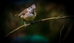 "Schooo wieder so a Hauben Vogel .... äääh Meise natürlich"