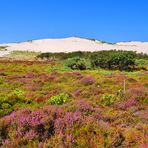 " Schoorlser Dünen " 