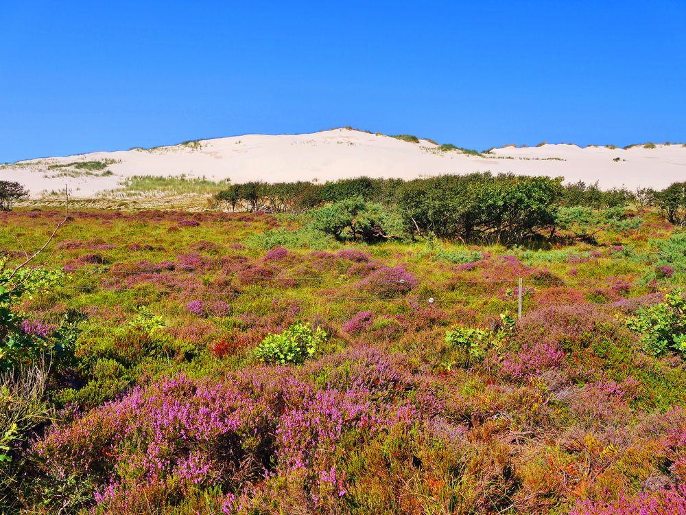 " Schoorlser Dünen " 