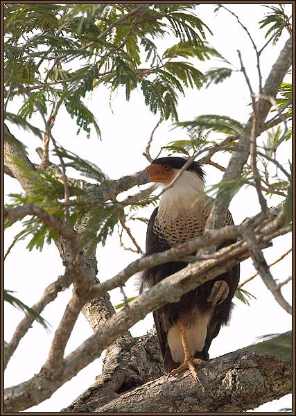 Schopf-Caracara