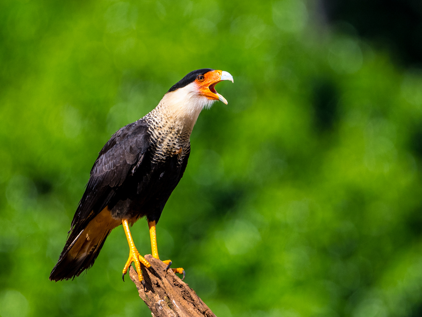 Schopf-Caracara 