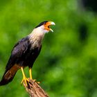 Schopf-Caracara 