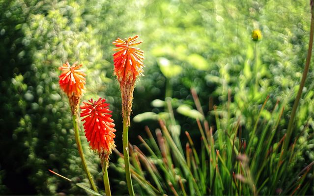 ....Schopf-Fackellilie....