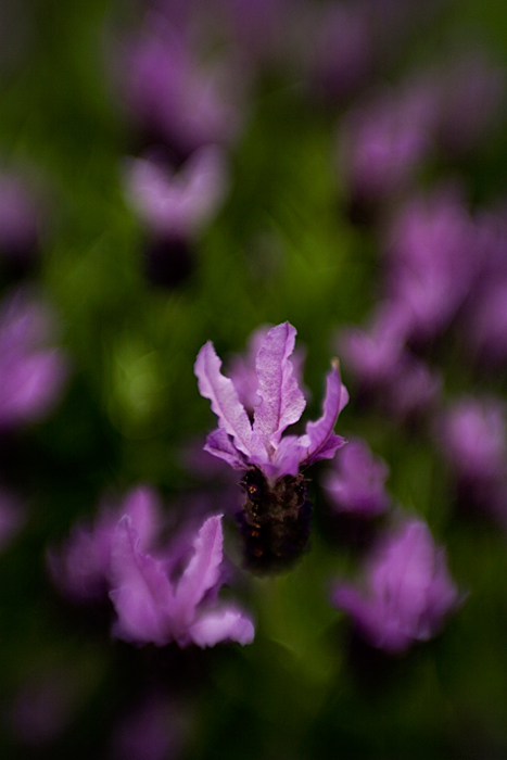 Schopf-Lavendel