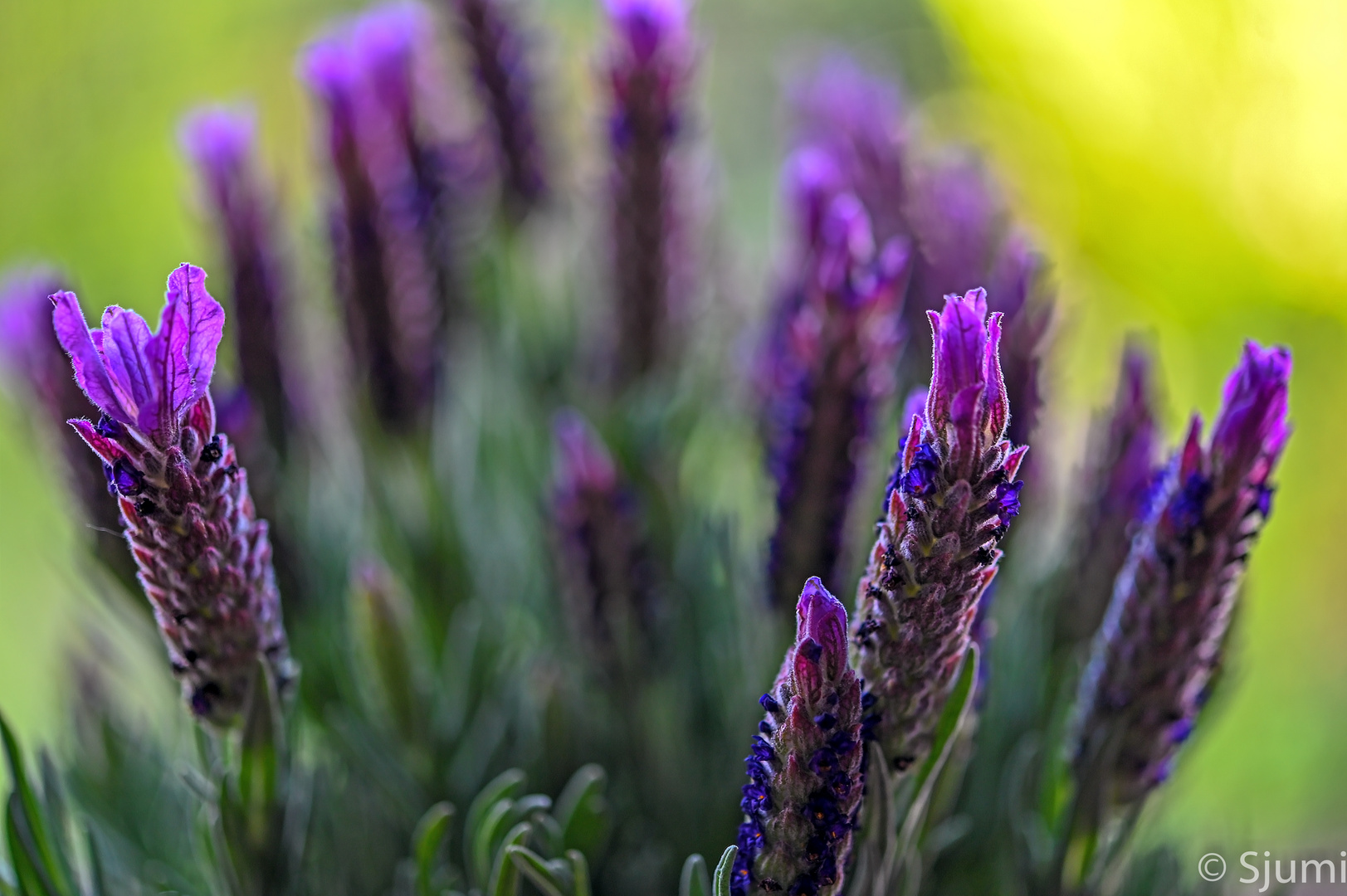 Schopf Lavendel