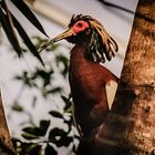 Schopf-/ oder Mähnenibis (Lophotibis) in der Masoalahalle Zoo Zürich