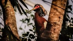 Schopf-/ oder Mähnenibis (Lophotibis) in der Masoalahalle Zoo Zürich