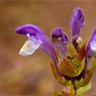 Schopf Salbei (Salvia viridis)