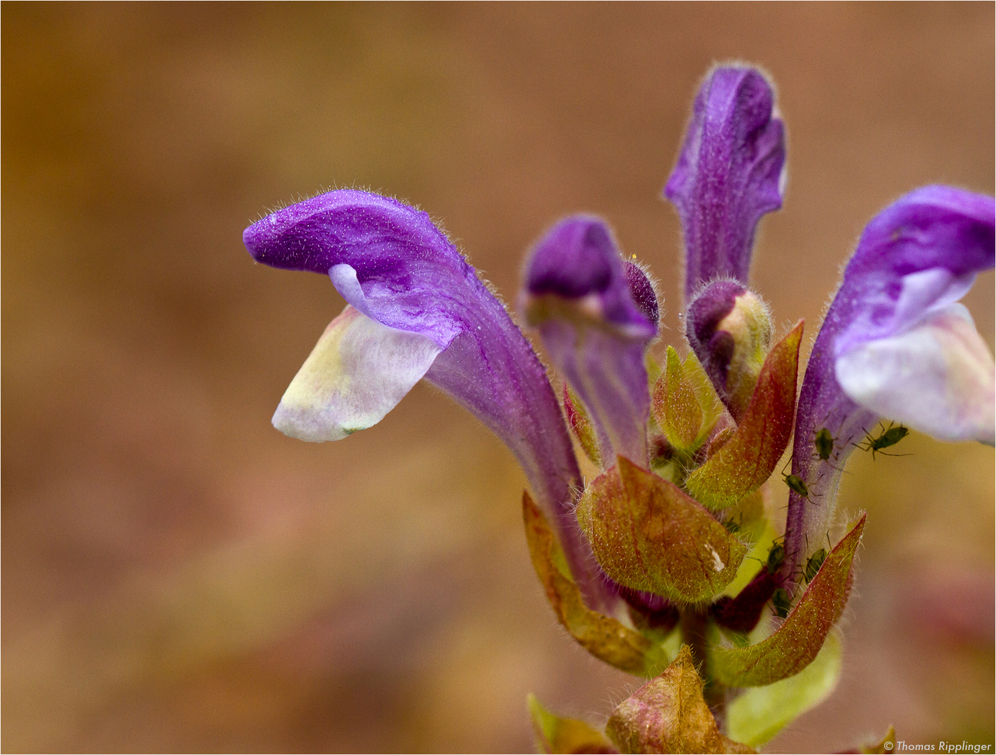 Schopf Salbei (Salvia viridis) Foto & Bild pflanzen, pilze & flechten