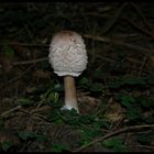 Schopf-Tintling (Coprinus comatus)