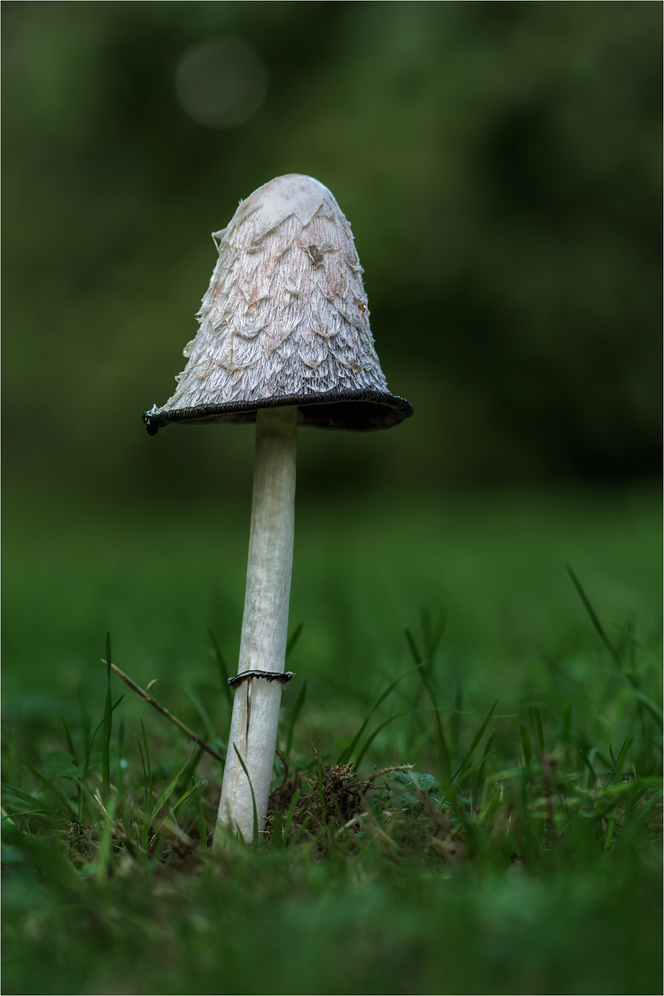 Schopf-Tintling (Coprinus comatus)