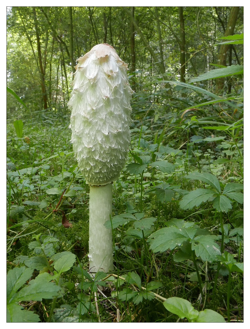 Schopf-Tintling -  (Coprinus comatus)