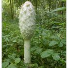 Schopf-Tintling -  (Coprinus comatus)