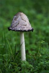 Schopf-Tintling (Coprinus comatus)