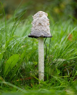 Schopf-Tintling (Coprinus comatus)
