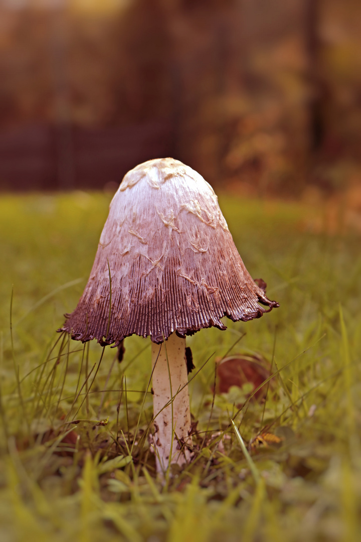 Schopf-Tintling (Coprinus comatus)