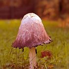 Schopf-Tintling (Coprinus comatus)