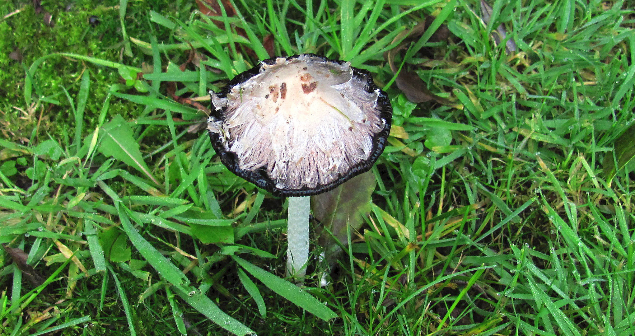 Schopf-Tintling (Coprinus comatus)