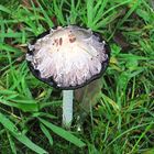 Schopf-Tintling (Coprinus comatus)