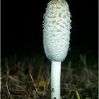 schopf-tintling (coprinus comatus)....