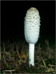 schopf-tintling (coprinus comatus)....